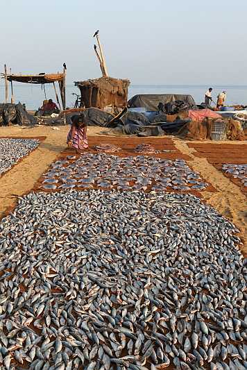 J19_9014 so much fish.JPG